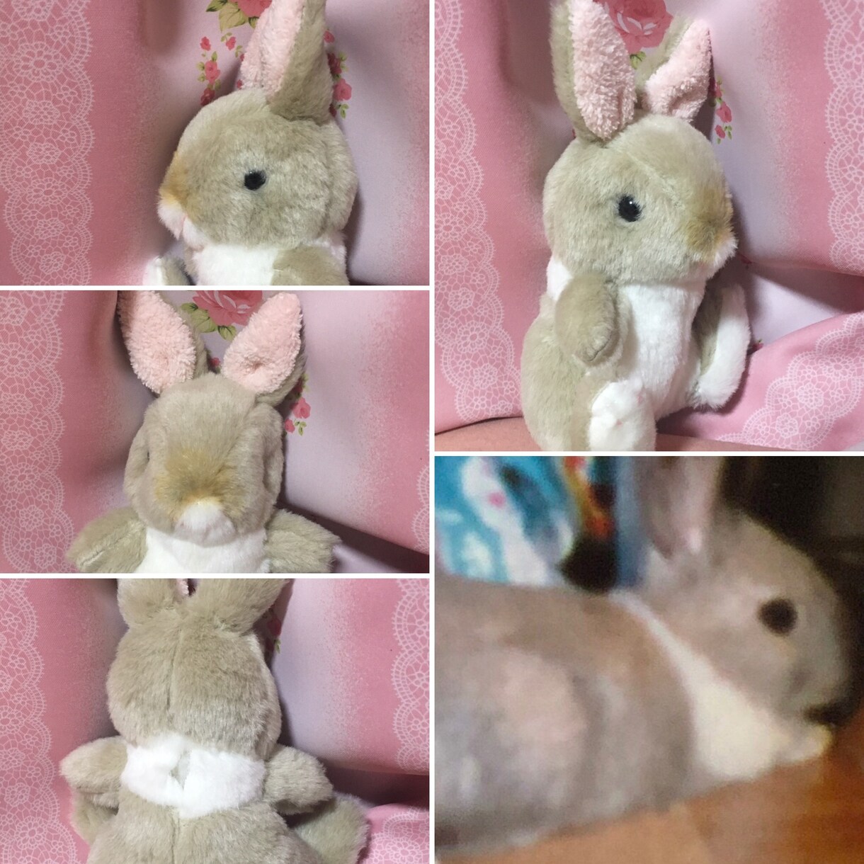ペットのぬいぐるみ作ります 大切なペットのぬいぐるみをお作りします！ イメージ3