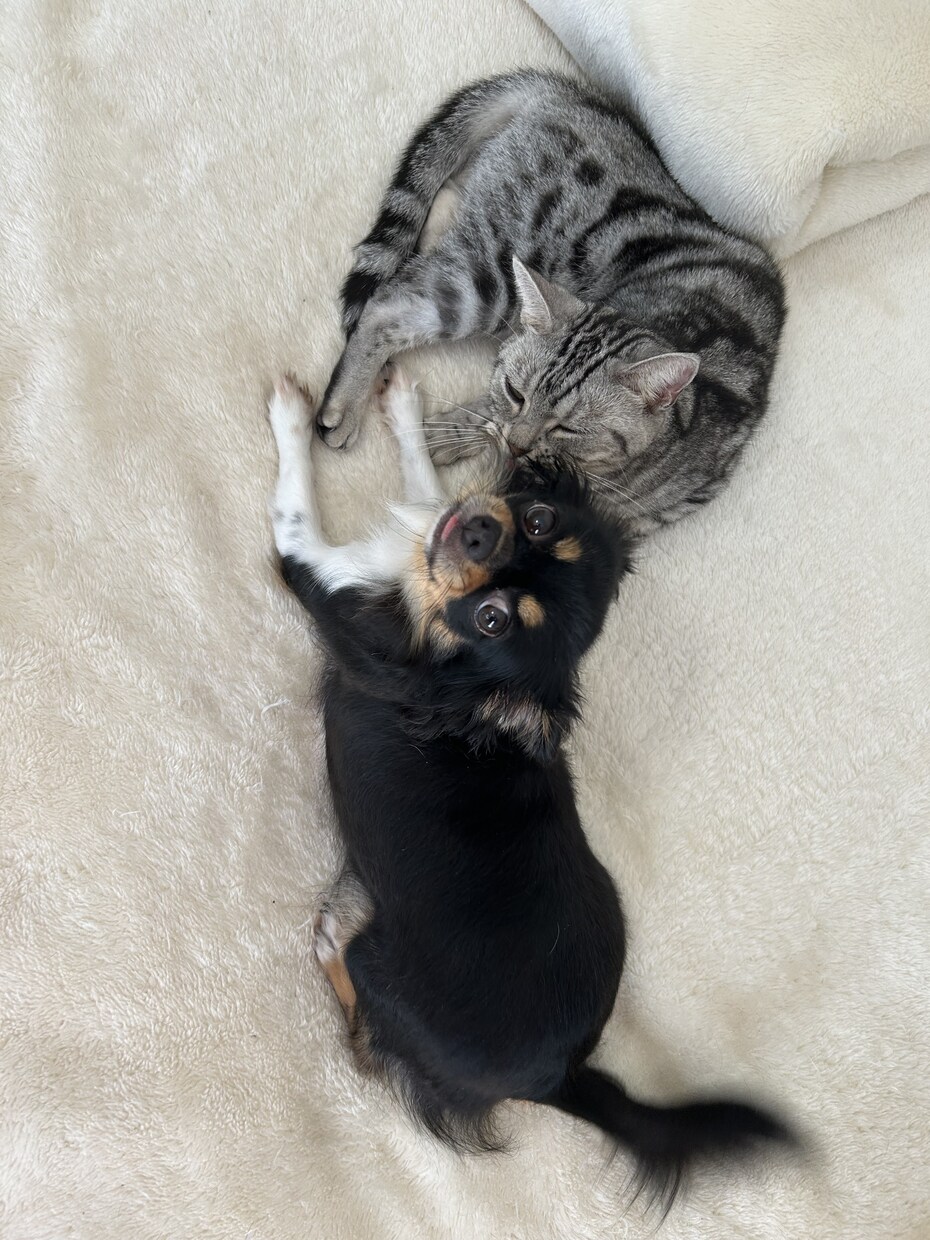 犬　猫　ハムスター鳥ペットの気持ち霊感霊視で視ます 家のワンちゃん猫ちゃんの父親だからこそ愛を込めて占います イメージ1