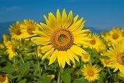 現状から抜け出したいあなたに優しく寄り添います 〜何分でも大丈夫です！しっかり傾聴いたします〜 イメージ4