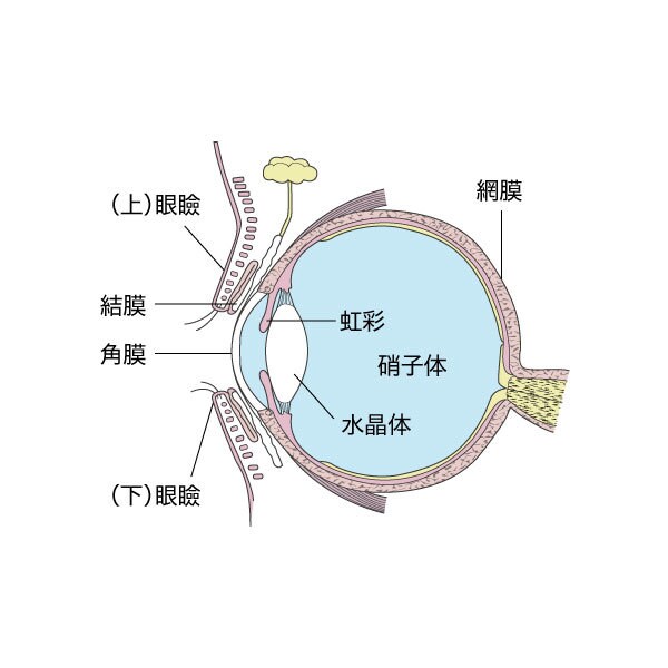 医療関係の図版・figを作成いたします 発表スライドにオリジナルの図版・figで完成度を高めます イメージ3