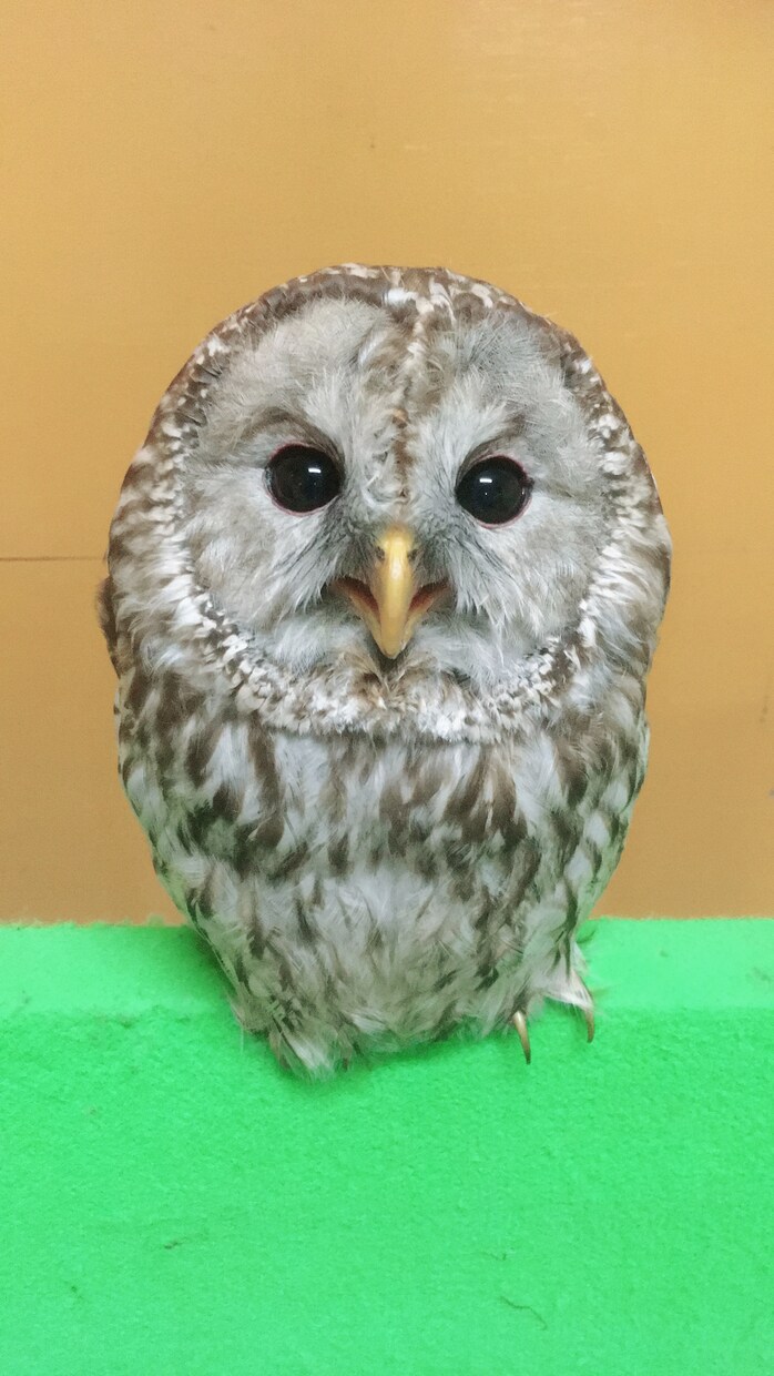 色々な動物のトレーニング方法を提供します グラフィック、ムービー撮影時などで培ってきた技術です。 イメージ1