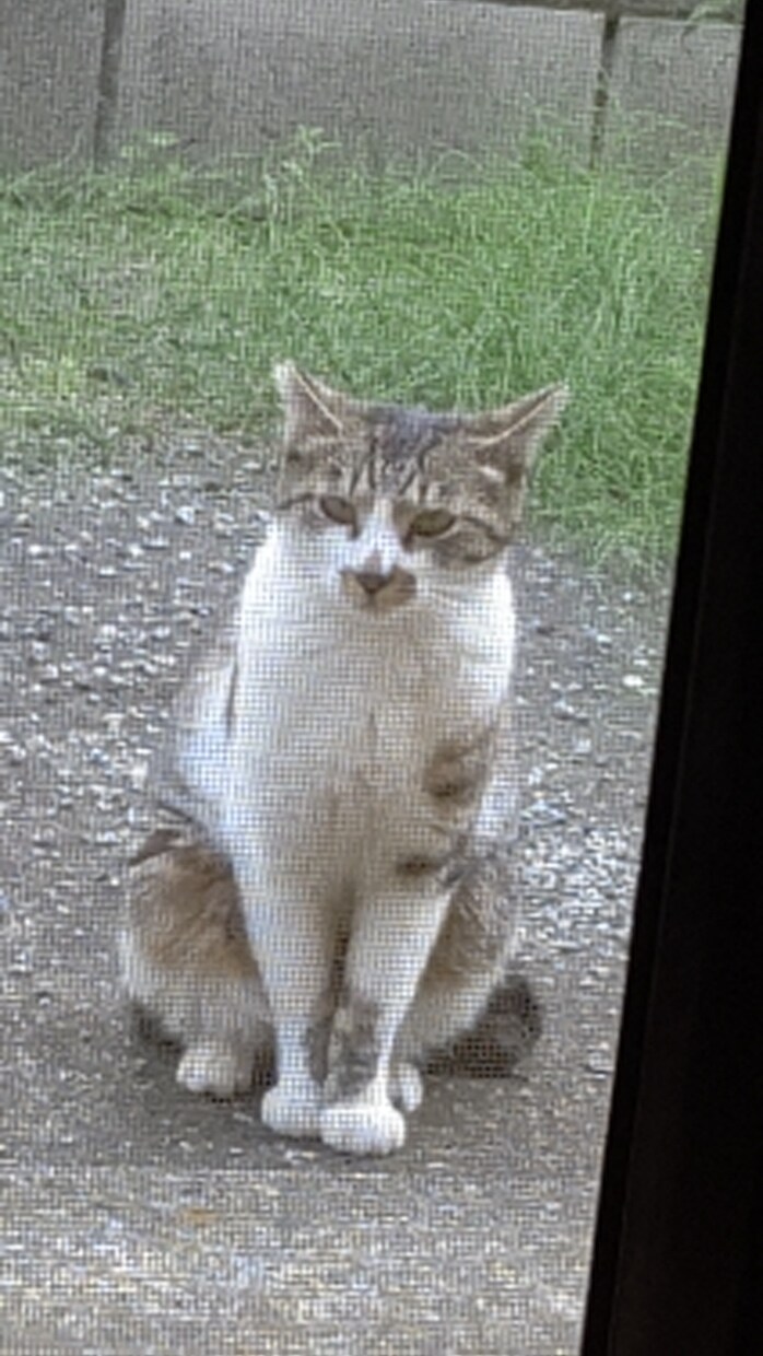 お話聞ききます 引きこもり主婦です白血病の私と3本脚の猫と過ごしています イメージ1