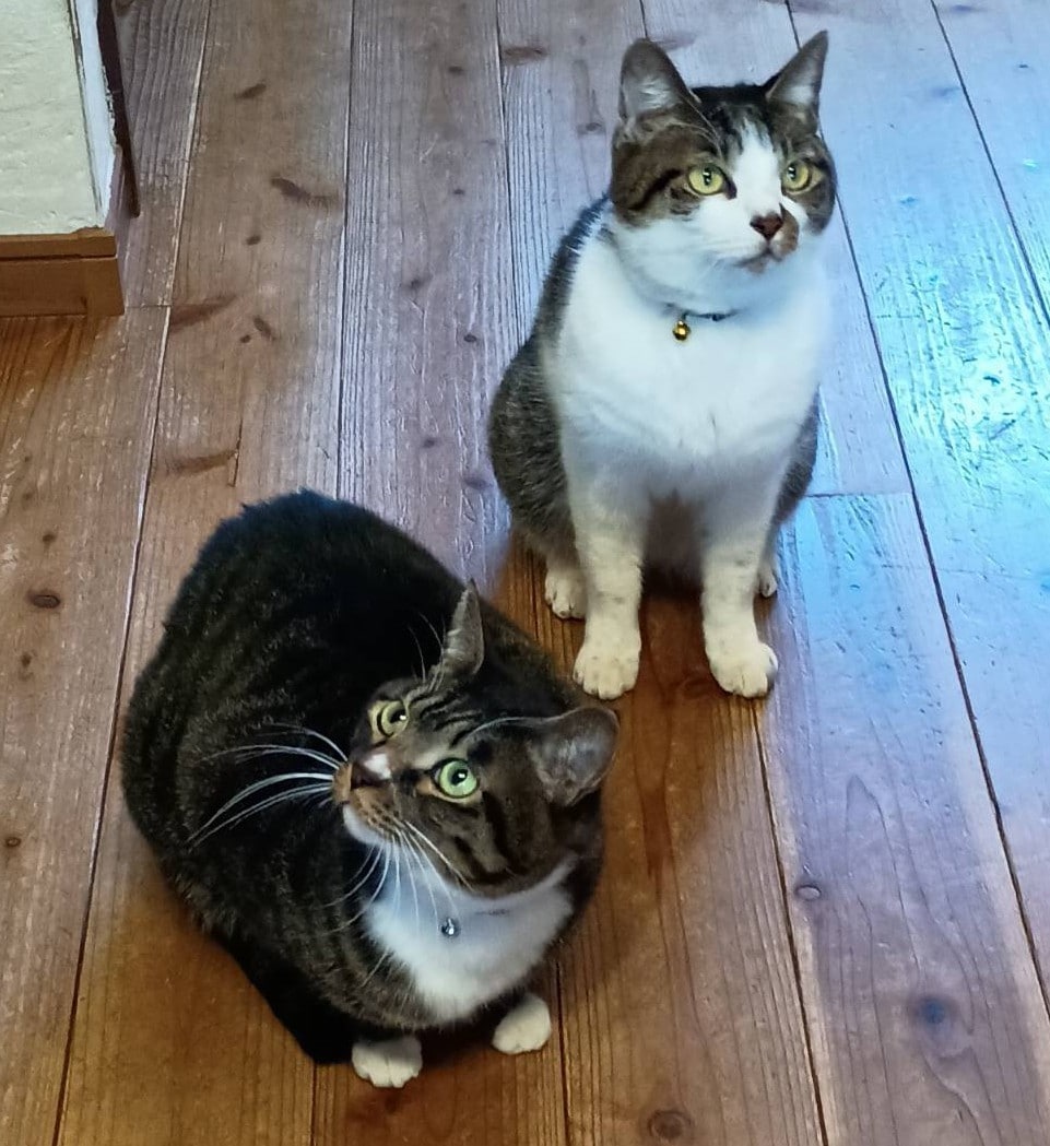 獣医があなたのお家でペットシッターをします 保護猫8匹と暮らす獣医がお宅のペットシッターをします イメージ1
