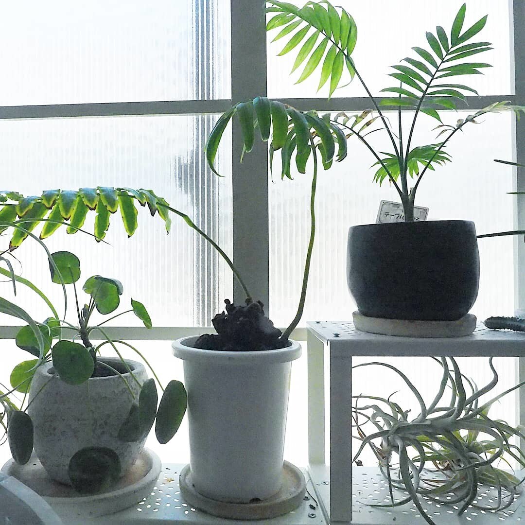 初心者さん向けに植物の育て方について相談承ります 初心者ならではのご質問や、どうしても植物を枯らしてしまう方に イメージ5
