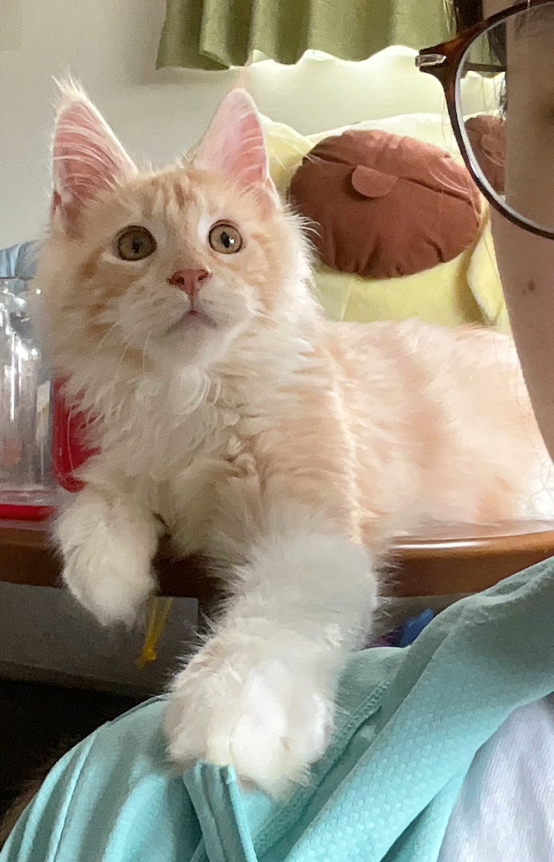 ねこがあなたの悩みを聞きます 猫生が波乱万丈な元野良猫の月見さんがお話聞きます イメージ2