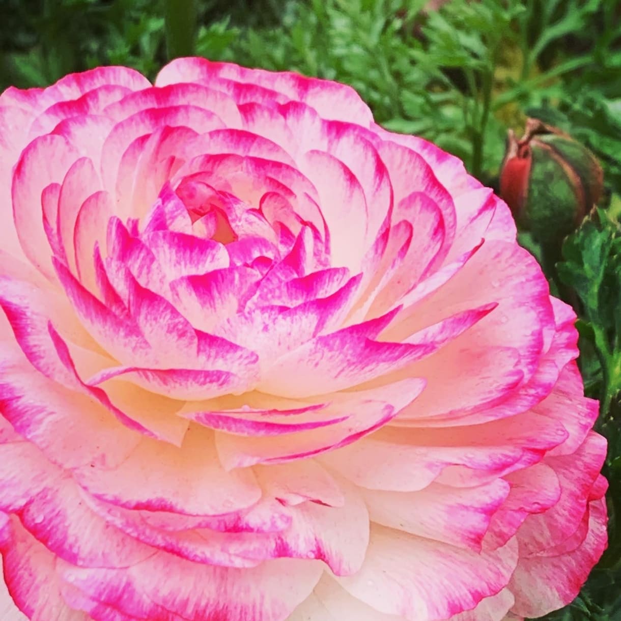 印象に残る季節の草花の写真を提供します 自然の色とりどりの草花で、より鮮やかな日常にします イメージ1