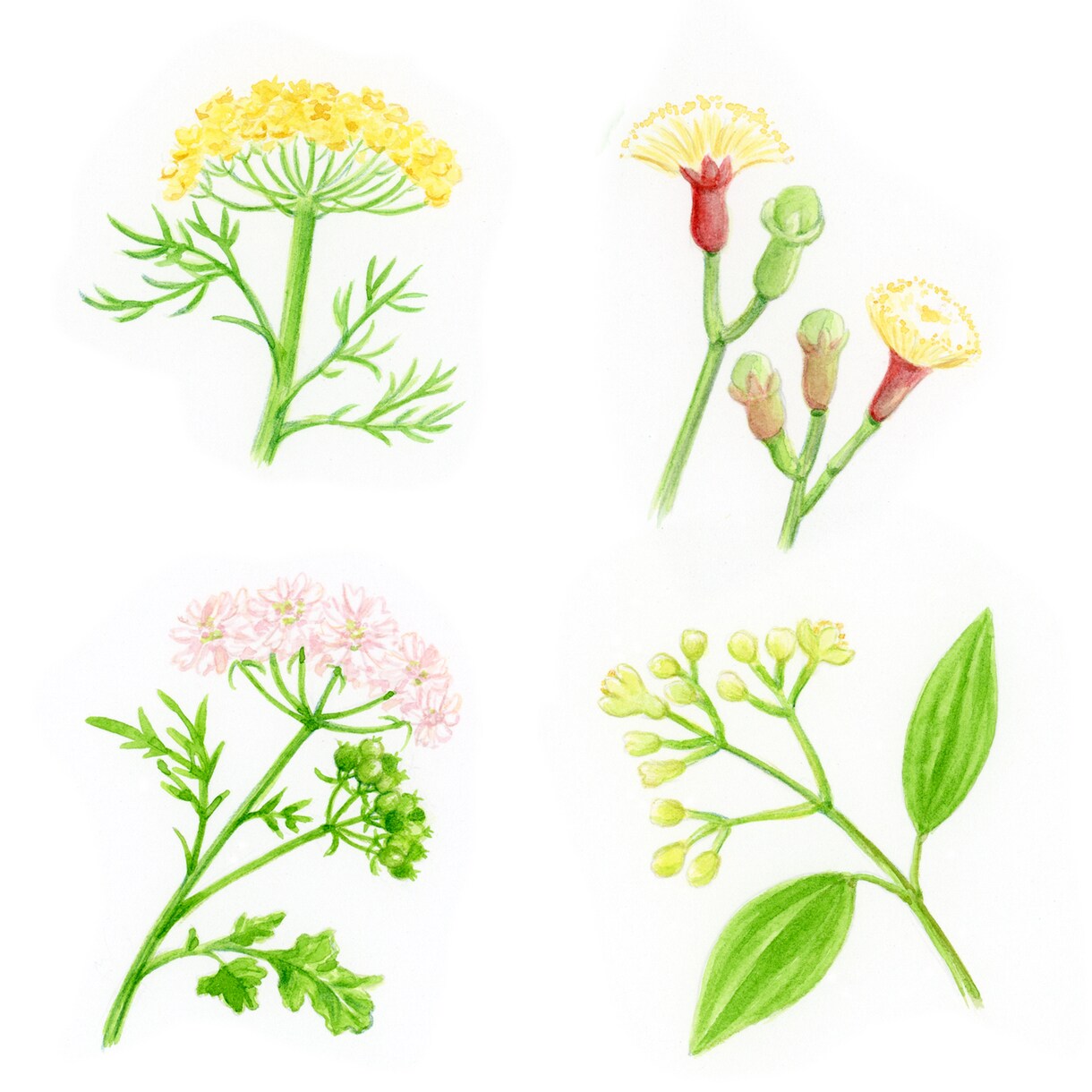 水彩画で植物イラストを描きます ボタニカルアートのようなイラストならおまかせください イメージ4