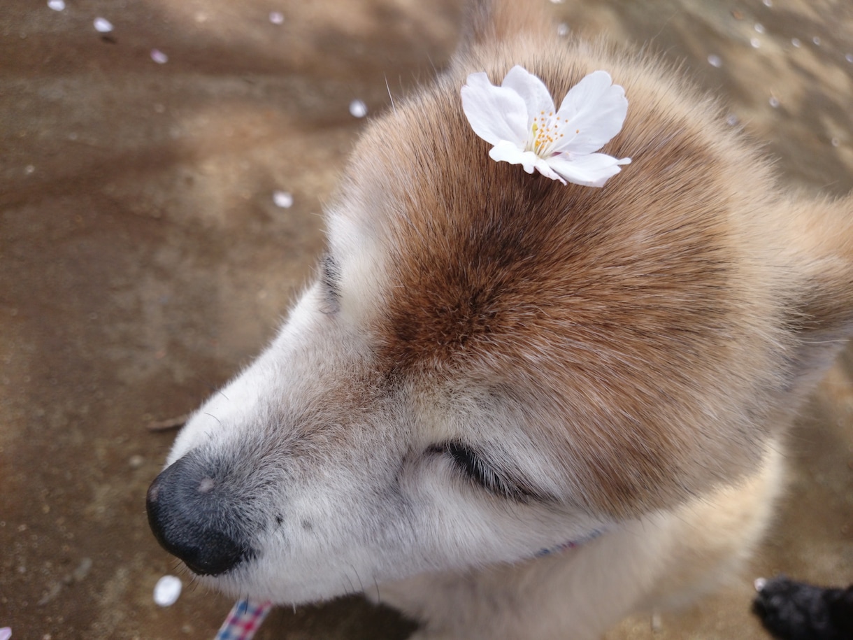 ペットちゃん⇔飼い主さんの通訳致します ペットちゃんの言い分、知りたくありませんか？ イメージ1