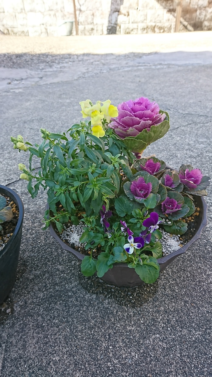 花や野菜の園芸相談いたします 花や野菜のお困り事の相談、初めての方へアドバイス致します。 イメージ3