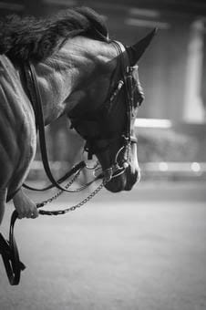 競馬競艇、予想では無い買い方をあなたに伝達します 買い方がすべてです。予想で勝てますか？ イメージ8