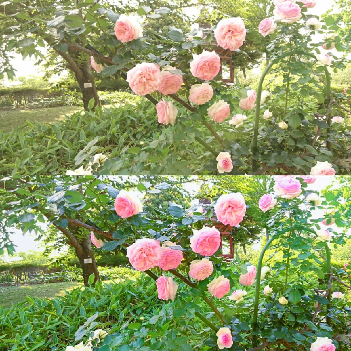 苦手だけど写真を鮮やかにしたい❕を叶えます 。せっかくの思い出…そのままでいいですか？鮮やかに蘇りますよ イメージ2