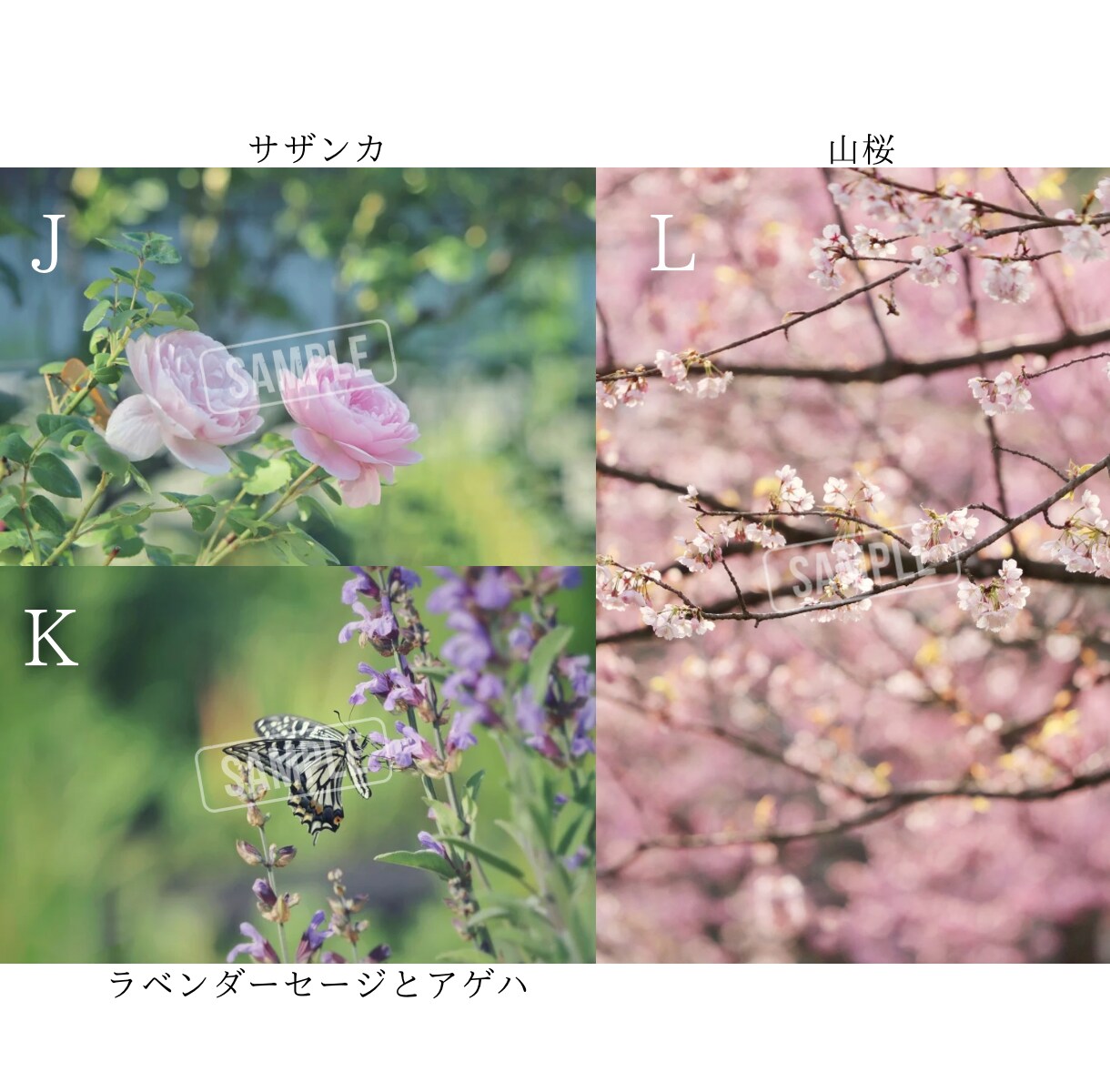 SNSに使える高品質な写真の素材提供します カメラ歴7年の私が撮影したお花や猫の イメージ5