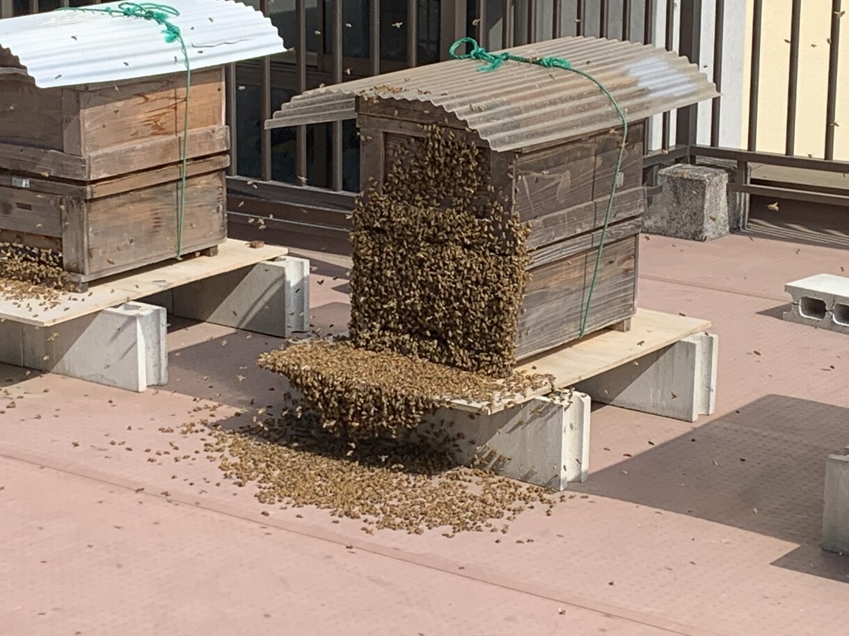 養蜂のサポートを致します 養蜂を始めたい方や養蜂の相談したい方へ イメージ2