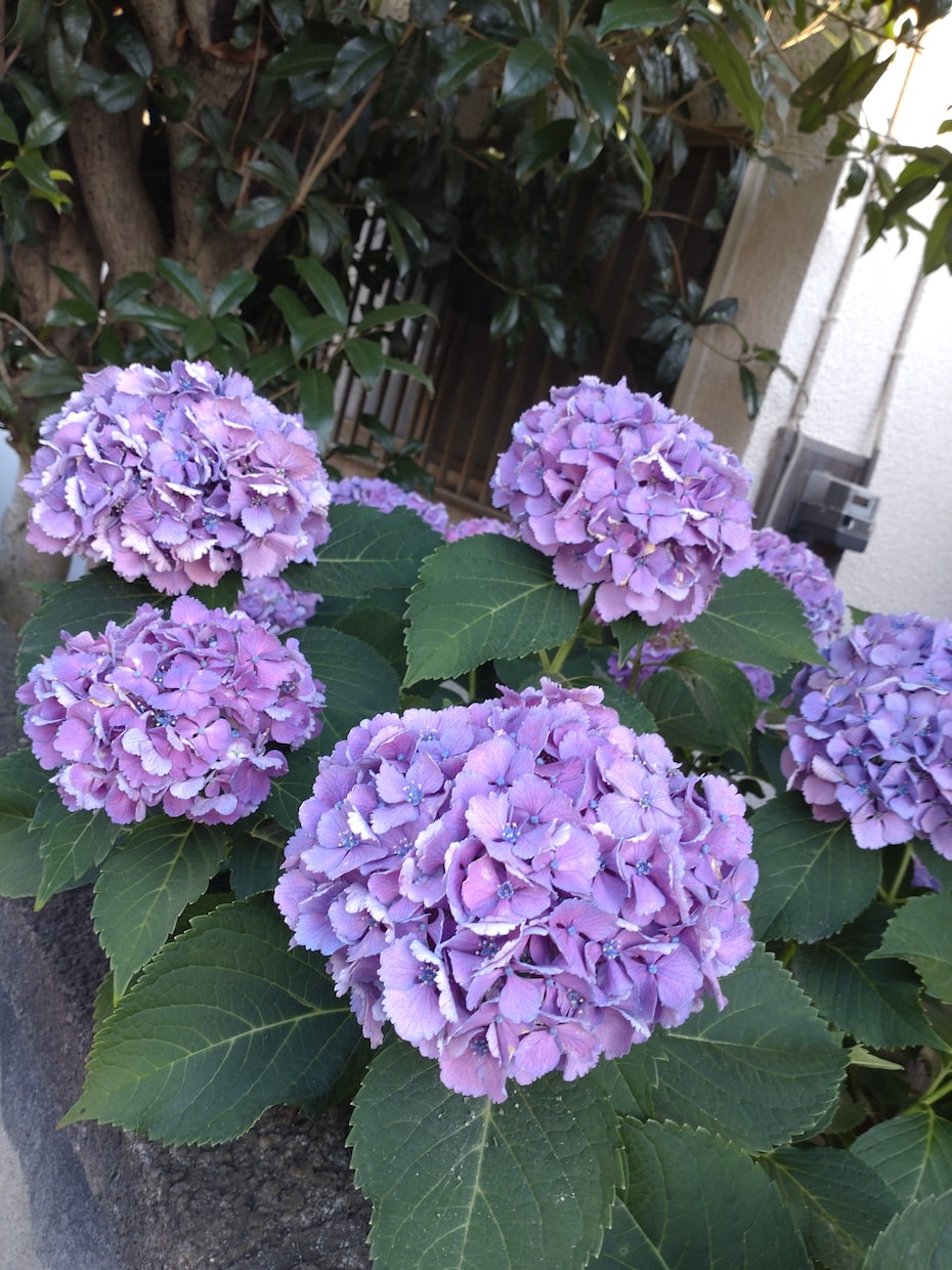 アラフィフの疲れた心にそっと寄り添います 今のあなたのお気持ちを少しでも軽くできますように イメージ6
