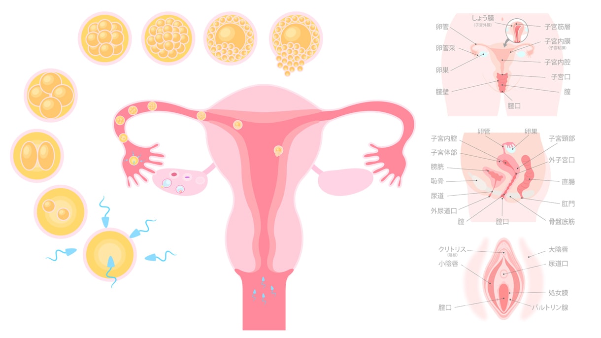 医療用イラスト作成いたします 医療用のイラストをお手軽なお値段で作成致します! イメージ3