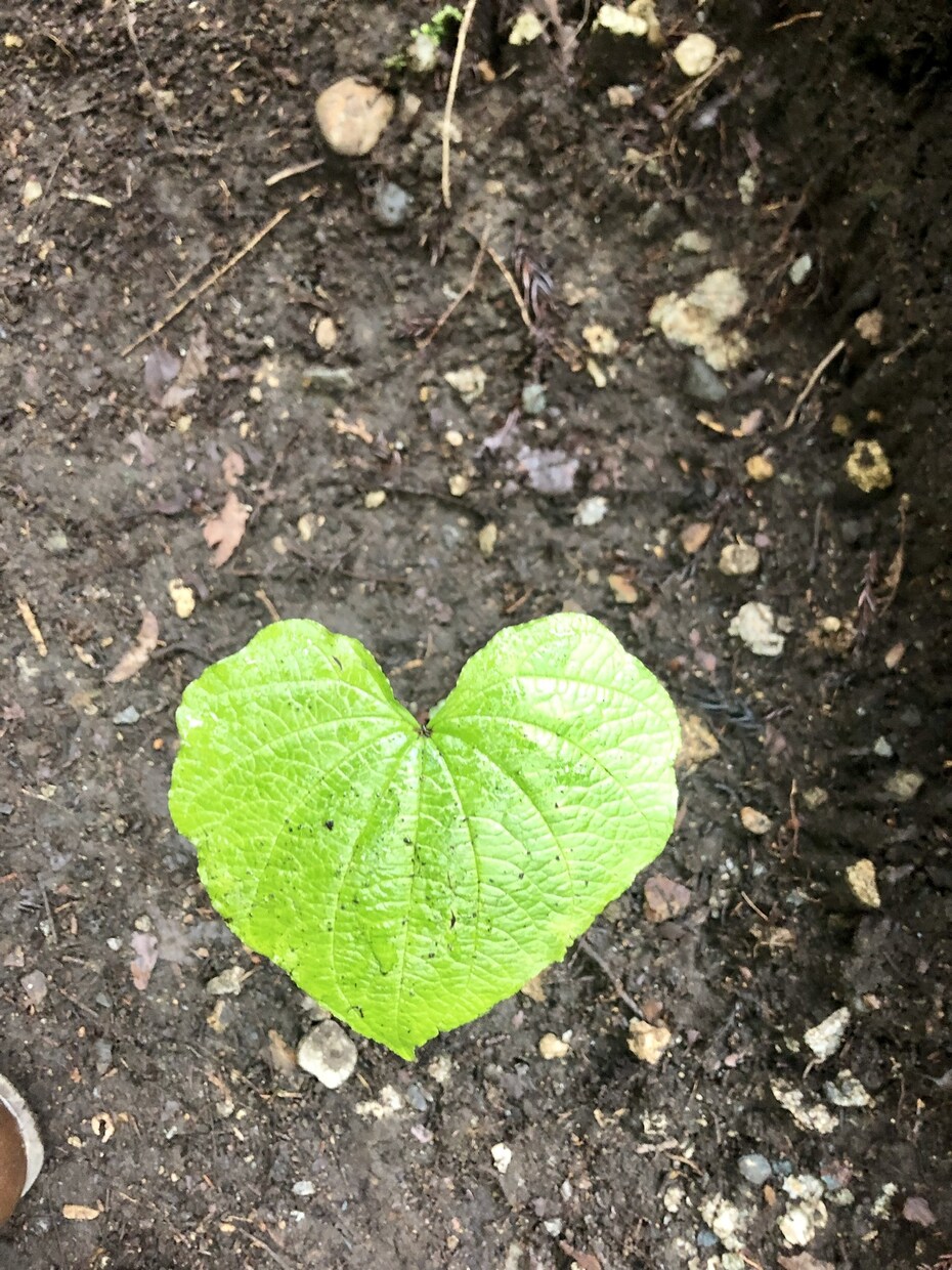 初めての妊娠の不安を共有します 私も初妊娠で不安ですがなんとか乗り越えつつあります。 イメージ1