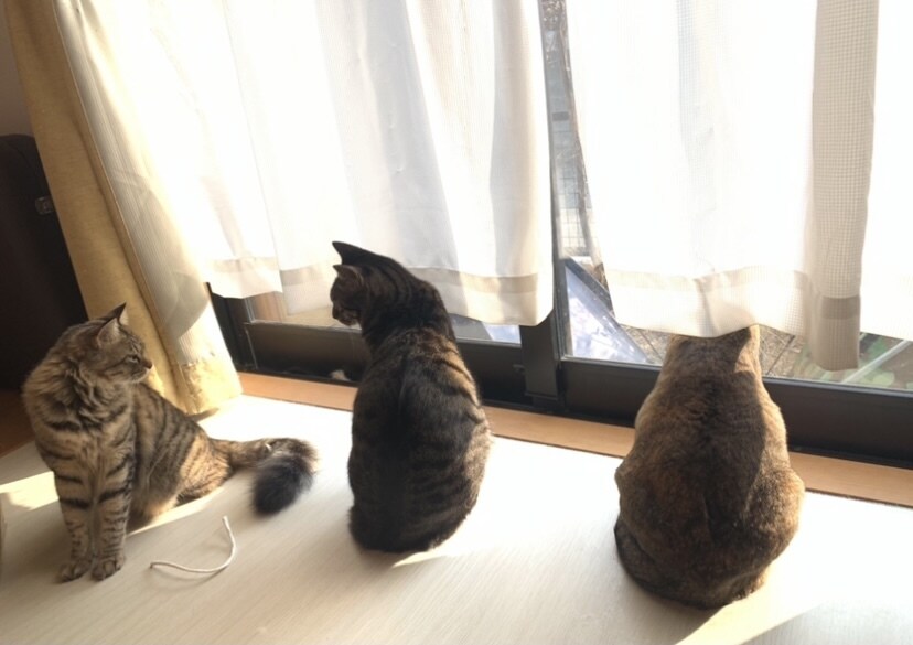 アニマルコミュニケーションいたします 心を込めて大切なペットさんとお話しさせていただきます イメージ3