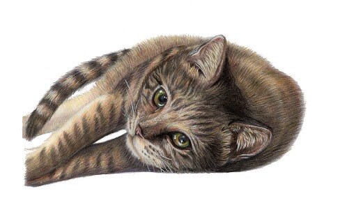 色鉛筆画★大切なペット・動物のイラストを描きます 動物を描き続けて10年以上　色鉛筆で動物の魅力を表現します！ イメージ6