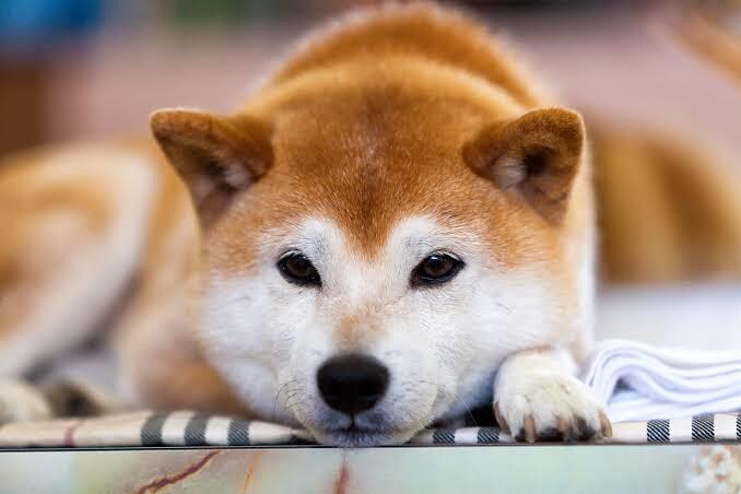 心の悩み、愚痴、どんなお話もお聞きします あなたの心を解きほぐす♪ADHDだから出来るお話し会☆ミ イメージ9