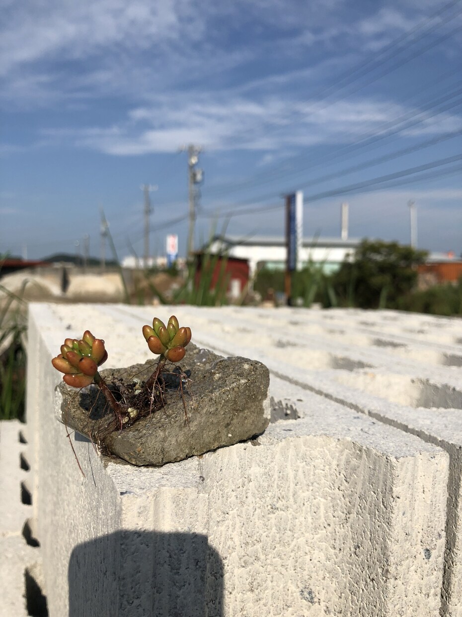 多肉の寄せ植え教えます プレゼントにもぴったりの多肉を寄せ植えしませんか！ イメージ3