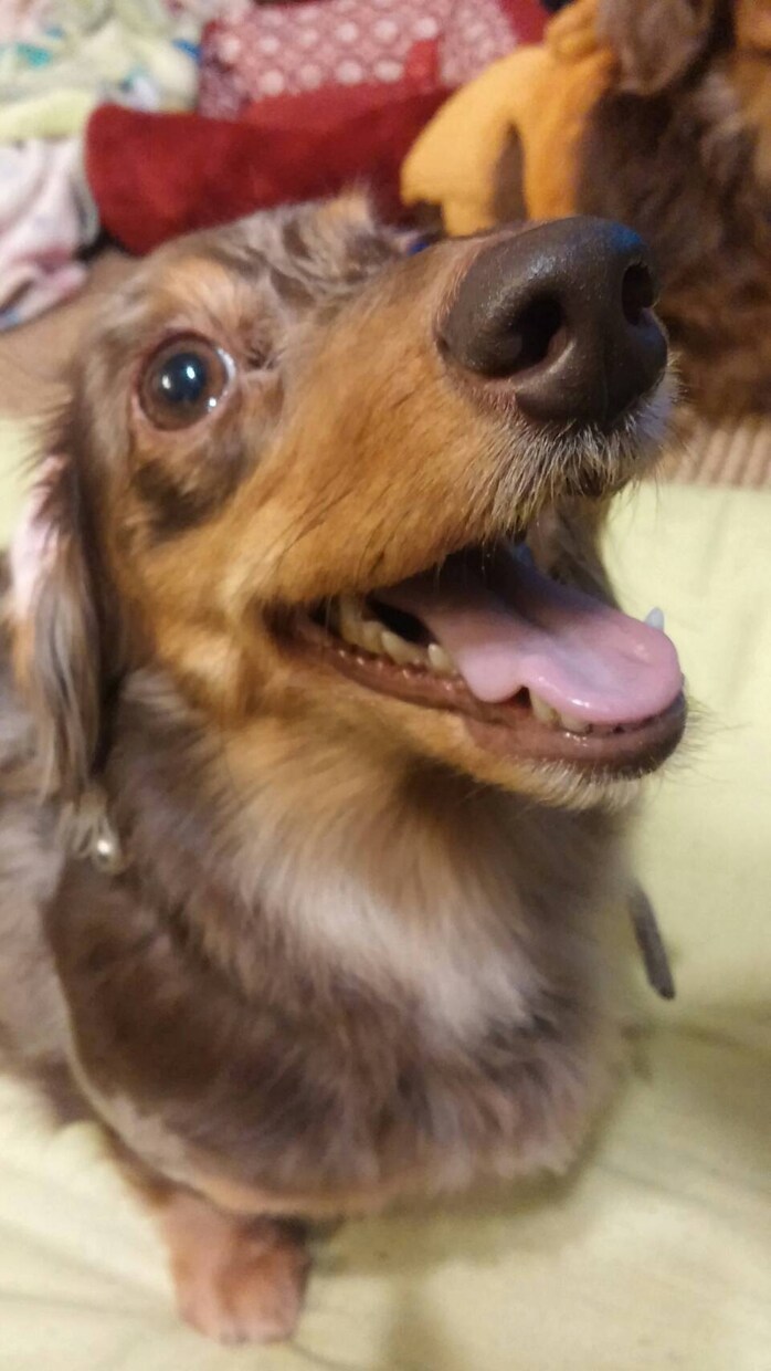 愛犬のしつけでお悩みでしたらアドバイスします 愛犬のしつけにお悩みではありませんか？ イメージ2