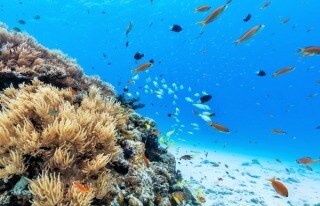 沖縄のおすすめスポットorおすすめ料理屋教えます 沖縄旅行をより良いものにしたいあなたへ イメージ2