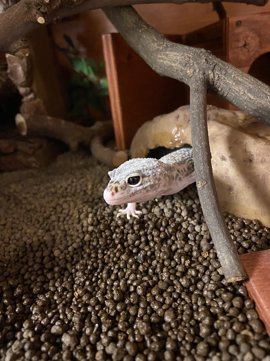 初心者向けトカゲの飼い方・触れ合い方を教えます 学校で専門教育を受けた私が教えます。 イメージ1