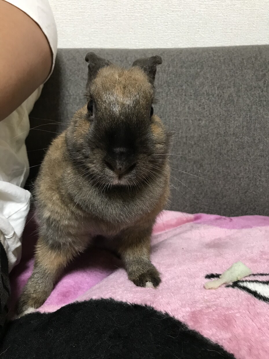 うさぎのこと、教えます うさぎを飼い始めて分からないこと等あればわかる範囲で教えます イメージ2