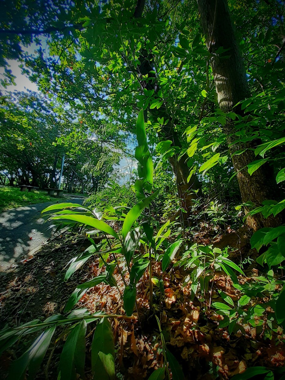 沖縄の風景や自然の写真の対象指定撮影を承ります 逆光に透過された葉の美、沖縄らしい写真 イメージ5
