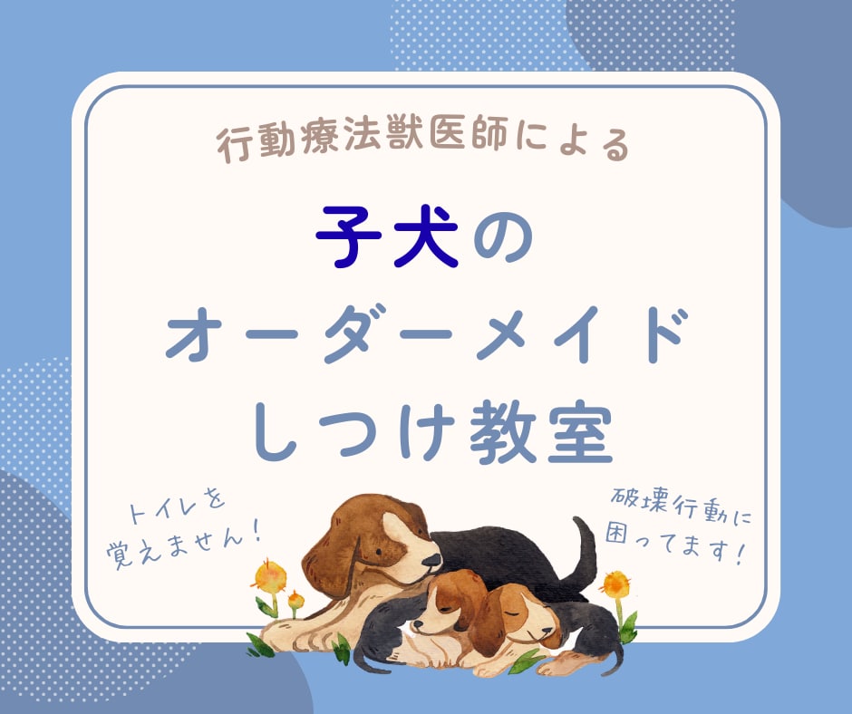 子犬期のしつけを4ヵ月齢まで継続サポートします 行動専門獣医師によるオーダーメイドのしつけ相談室です。 イメージ1