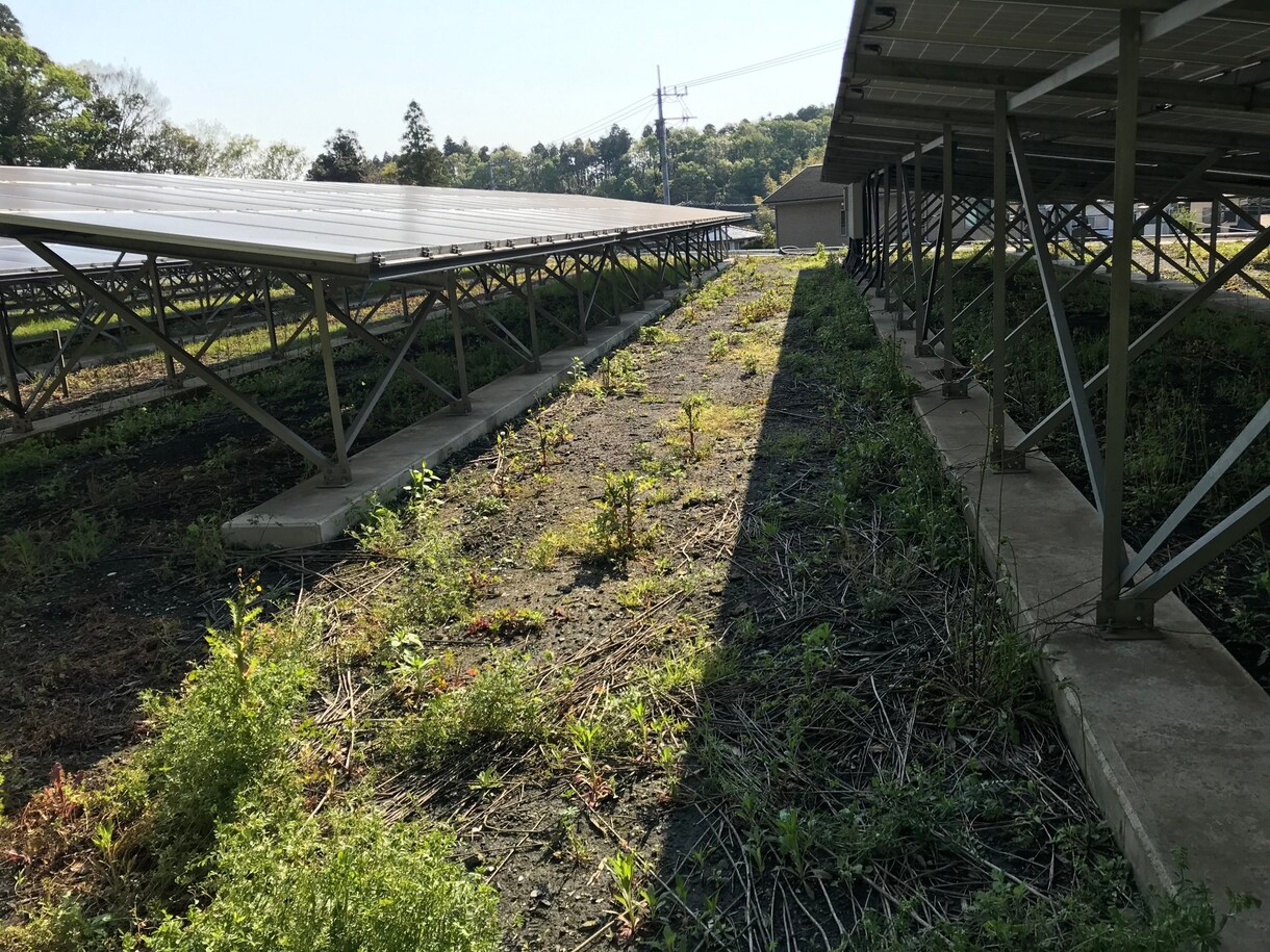 産業用低圧太陽光発電所の除草作業を行います 年3回、都度写真報告付きなので安心です イメージ3