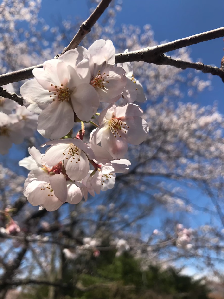 毎日あなたを応援します 毎日頑張りたい、でも続かないそんなあなたを毎日応援します！ イメージ1