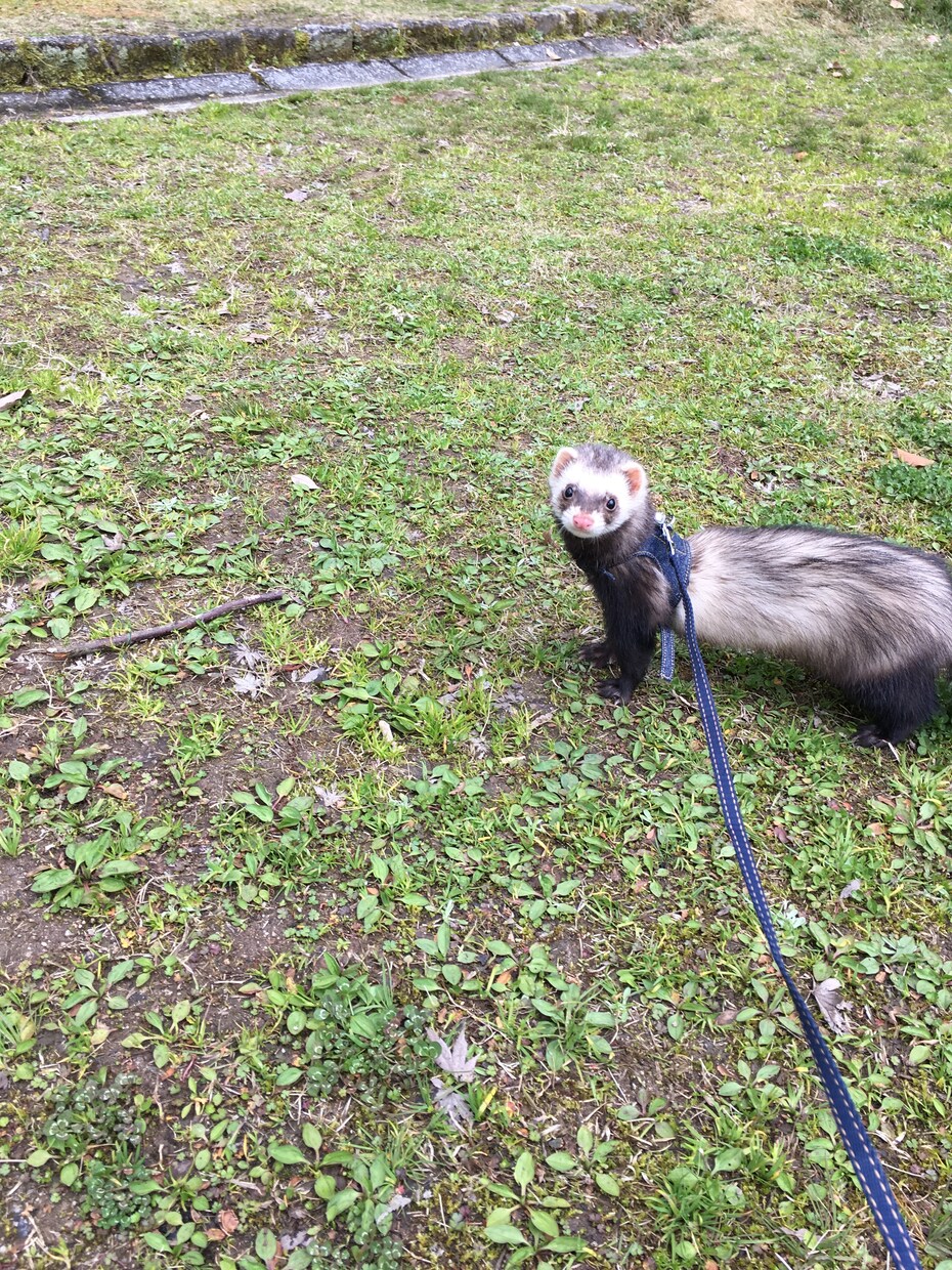 現役スタッフが小動物の飼い方用品について教えます 小動物の飼育知識用品知識全て教えます病気怪我の相談も可能 イメージ1