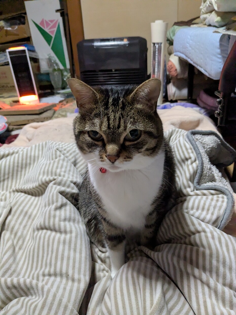 あなたの愛猫の気持ちを伝えます 猫ちゃんと幸せに暮らしましょう。 イメージ1