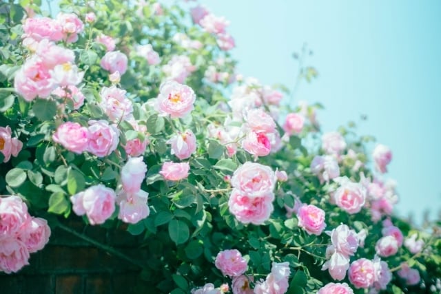 5分でもOK♪あなたの気持ち、優しく傾聴します 愚痴でも、何でも。癒し系カウンセラーがお聞きします。 イメージ4