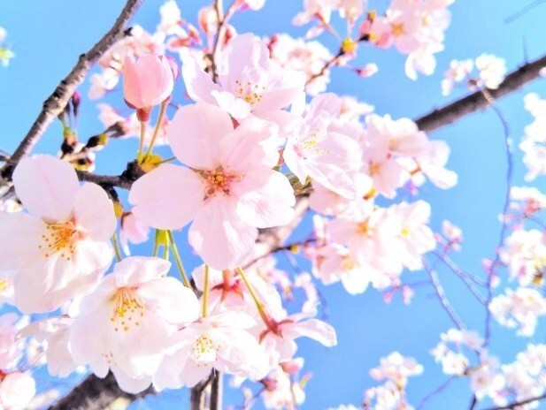 中学受験の学習方法や志望校の相談に対応いたします 桜蔭出身でSAPIX小学部の元講師が相談に乗ります！ イメージ1