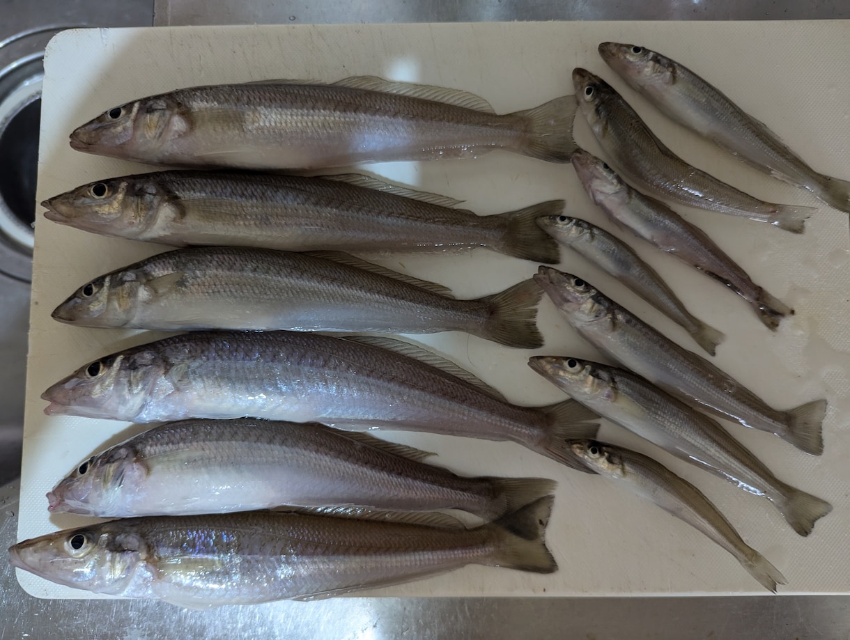 初めて釣りをされたい方、丁寧に教えます まずは気軽に初めてみませんか？ イメージ1