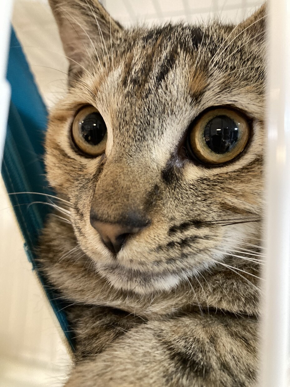 人には話できない子育ての事、発達の相談にのります 誰がに話聞いてもらいたいなど、小さな事でも大丈夫です イメージ1