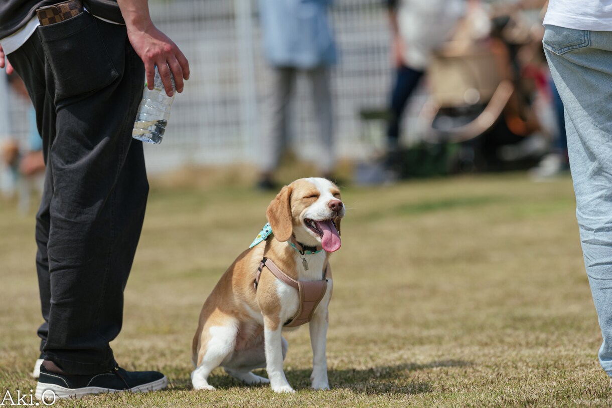 わんにゃんのオフ会、譲渡会の撮影いたします わんにゃんのオフ会、譲渡会撮影承ります！ イメージ1
