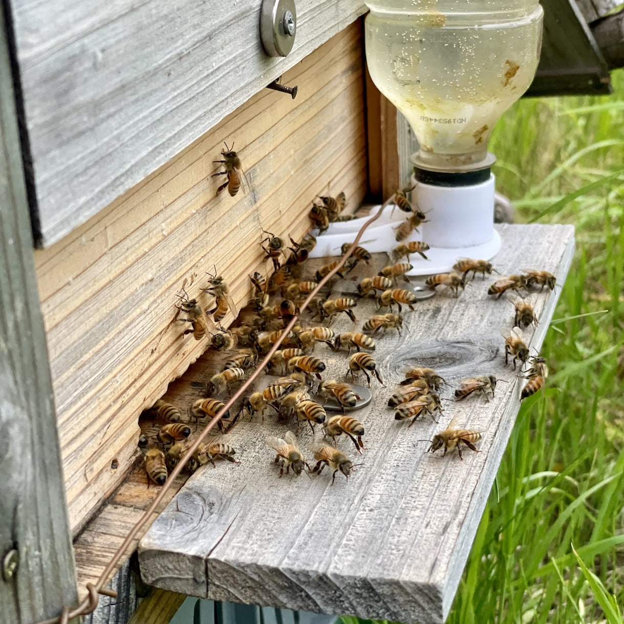 養蜂に挑戦したい！！西洋蜜蜂☆自然養蜂教えます 養蜂の始め方、副業にしたい方、蜜蜂や蜂蜜が好きな方☆ イメージ2