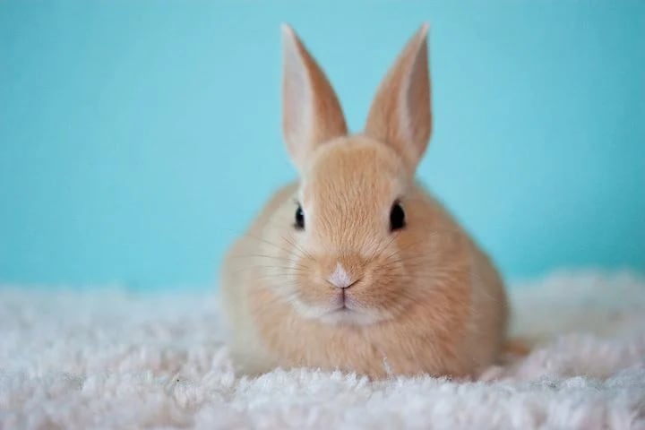 亡くなられたペットの魂を高い光の世界へ導きます 亡くなられた大切なご家族をヒーリングし来世以降も幸せな一生を イメージ2