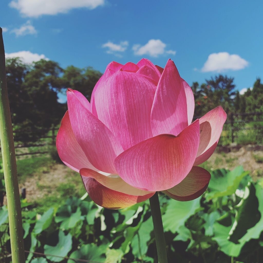 癒し声すぴりちゅあるカウンセリングします あなた様のお心に寄り添って少しでもお悩みを軽くしたいですっ♡ イメージ7