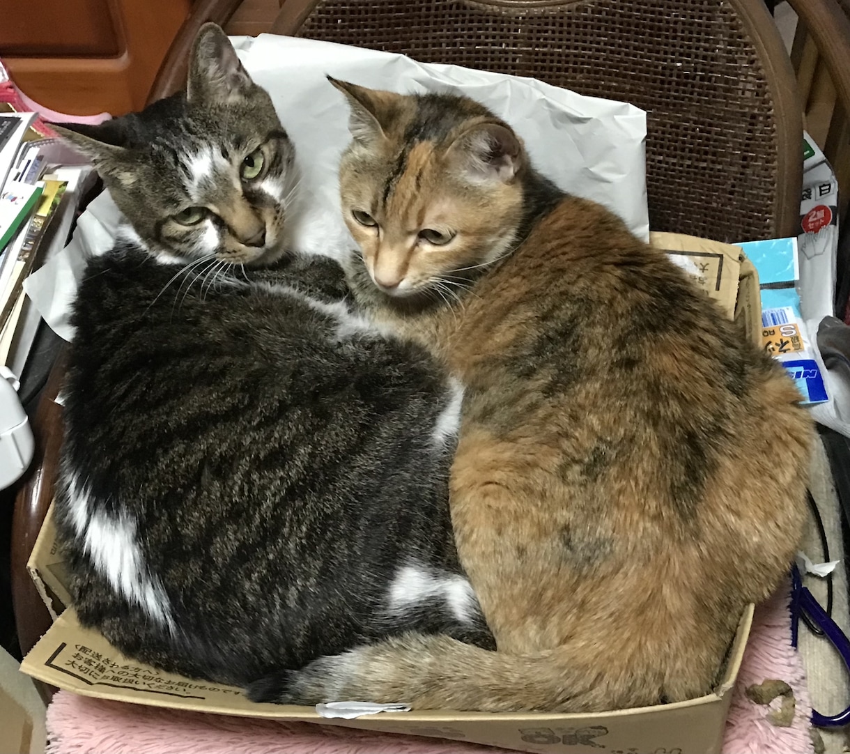 癒しのヒーリングをさせていただきます こたらは正規版です、ほかにお試し版があります。 イメージ5