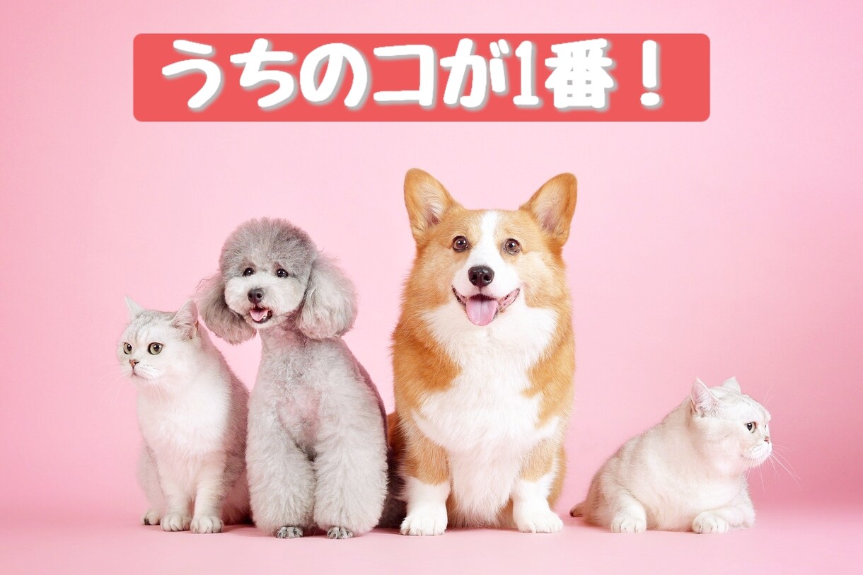 あなたのペットの自慢話✨お聴きします うちのコ最高!かわいいペットのお話し存分に聴かせてください イメージ1