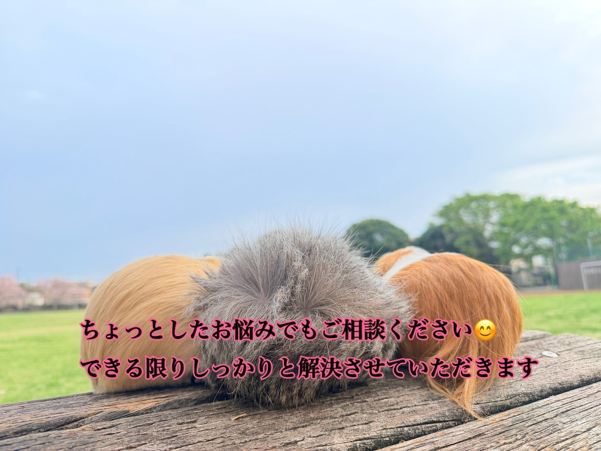 わんちゃん＆モルモットちゃんのお悩み相談のります パピー(わんちゃん)お手入れ苦手克服モルちゃんのお悩み相談 イメージ1