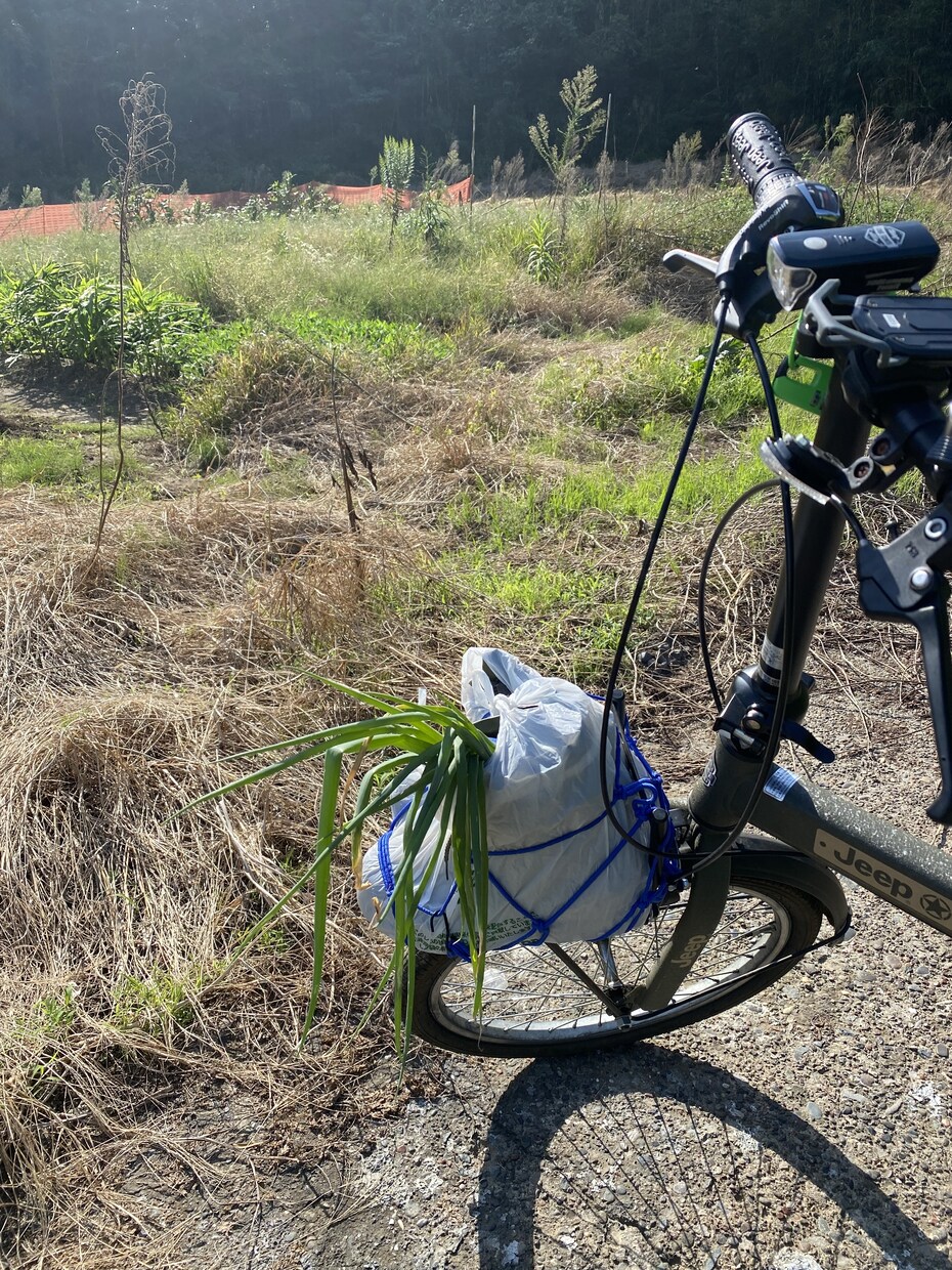 野菜の育て方、アドバイスさせて頂きます 種苗メーカー、農場長の経験をもとにアドバイスします。 イメージ3