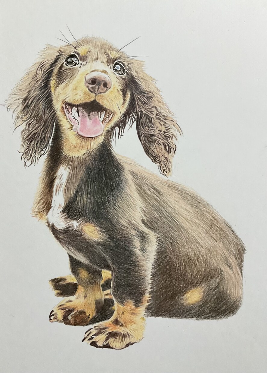 写真をもとにペットの似顔絵を描きます ペット、人物など色鉛筆でA3サイズに描きます。 イメージ3