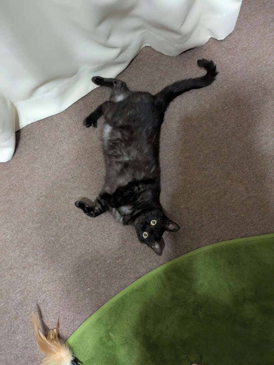 ペット、守護動物、神獣との結び、通訳します ペット、虹の橋を渡ったペット、守護動物等を通訳します。 イメージ1