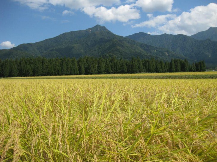 家庭菜園の栽培に関する悩みをお助けします 正しい管理で上手な野菜作り！！ イメージ2
