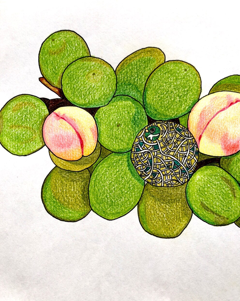 色鉛筆を使って手書きのデザインを作成致します 植物、果物、野菜のデザインが得意です イメージ8